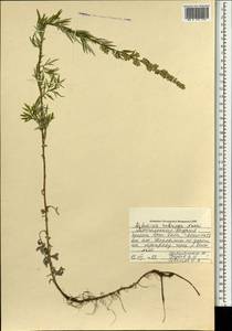 Artemisia rubripes Nakai, Mongolia (MONG) (Mongolia)