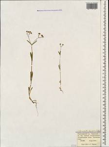 Valerianella dentata (L.) Pollich, Caucasus, Krasnodar Krai & Adygea (K1a) (Russia)