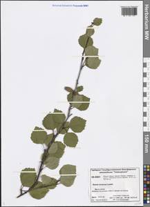 Betula pubescens var. pumila (Zanoni ex Murray) Govaerts, Siberia, Central Siberia (S3) (Russia)