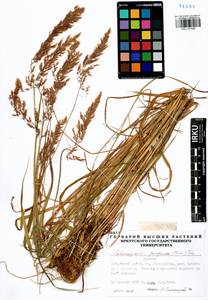 Calamagrostis purpurea (Trin.) Trin., Siberia, Baikal & Transbaikal region (S4) (Russia)