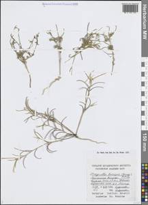 Strigosella brevipes (Bunge) Botsch., Middle Asia, Caspian Ustyurt & Northern Aralia (M8) (Kazakhstan)