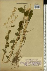 Convolvulus arvensis L., Eastern Europe, Central forest region (E5) (Russia)