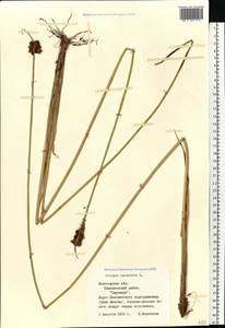 Schoenoplectus lacustris (L.) Palla, Eastern Europe, Northern region (E1) (Russia)