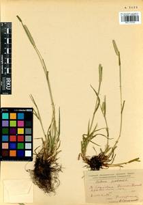 Phleum pratense L., Siberia, Baikal & Transbaikal region (S4) (Russia)