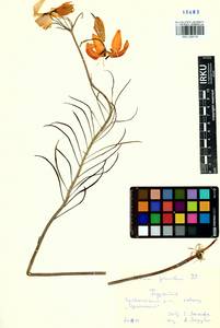 Lilium pumilum Redouté, Siberia, Baikal & Transbaikal region (S4) (Russia)