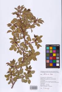 Rosa balsamica Besser, Eastern Europe, Rostov Oblast (E12a) (Russia)