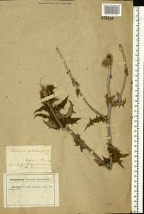 Echinops sphaerocephalus L., Eastern Europe, Central forest-and-steppe region (E6) (Russia)