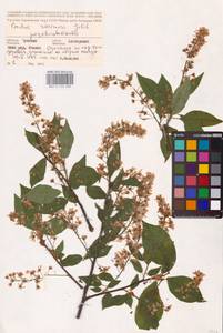 Prunus padus L., Eastern Europe, Middle Volga region (E8) (Russia)