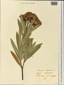 Nerium oleander L., Africa (AFR) (Mali)