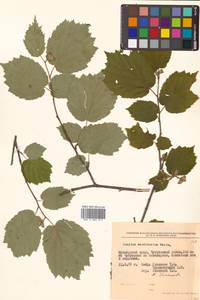 Corylus sieboldiana var. mandshurica (Maxim.) C.K.Schneid., Siberia, Russian Far East (S6) (Russia)