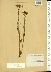 Jacobaea vulgaris subsp. vulgaris, Eastern Europe, Rostov Oblast (E12a) (Russia)