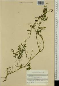 Corydalis sibirica (L. fil.) Pers., Mongolia (MONG) (Mongolia)