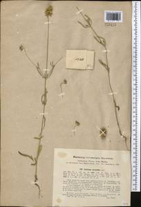 Lomelosia micrantha (Desf.) Greuter & Burdet, Middle Asia, Western Tian Shan & Karatau (M3) (Uzbekistan)
