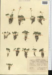 Paraquilegia caespitosa (Boiss. & Hohen.) Drumm. & Hutch., Middle Asia, Pamir & Pamiro-Alai (M2) (Kyrgyzstan)