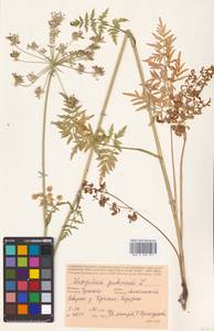 Silphiodaucus prutenicus subsp. prutenicus, Eastern Europe, Central region (E4) (Russia)