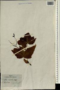 Acer caudatum, South Asia, South Asia (Asia outside ex-Soviet states and Mongolia) (ASIA) (Not classified)