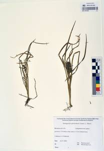 MAG 0003285, Sparganium glomeratum (Laest. ex Beurl.) Beurl., Siberia, Chukotka & Kamchatka (S7) (Russia)