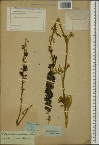 Delphinium schmalhausenii Albov, Caucasus (no precise locality) (K0)