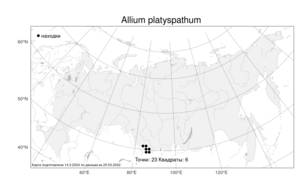 Allium platyspathum Schrenk ex Fisch. & C.A.Mey., Atlas of the Russian Flora (FLORUS) (Russia)