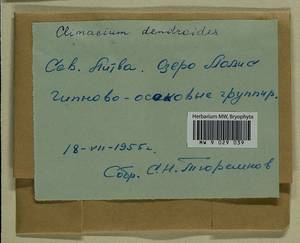 Climacium dendroides (Hedw.) F. Weber & D. Mohr, Bryophytes, Bryophytes - Baltic States (B1) (Lithuania)