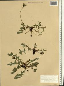 Taraxacum falcatum Brenner, Eastern Europe, Northern region (E1) (Russia)
