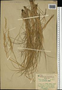 Calamagrostis canescens (Weber) Roth, Eastern Europe, Northern region (E1) (Russia)