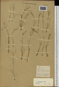 Juncus tenageia Ehrh. ex L.f., Eastern Europe, South Ukrainian region (E12) (Ukraine)