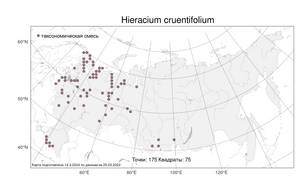 Hieracium lachenalii subsp. cruentifolium (Dahlst. & Lübeck ex Dahlst.) Zahn, Atlas of the Russian Flora (FLORUS) (Russia)