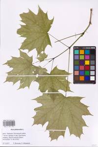 Acer platanoides L., Eastern Europe, Middle Volga region (E8) (Russia)