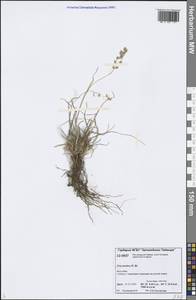 Poa arctica R.Br., Siberia, Central Siberia (S3) (Russia)