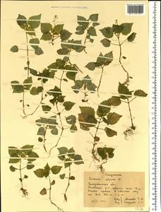 Circaea alpina L., Eastern Europe, West Ukrainian region (E13) (Ukraine)