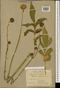 Cephalaria gigantea (Ledeb.) Bobrov, Caucasus, Armenia (K5) (Armenia)