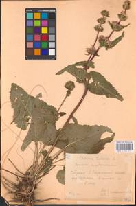 MHA 0 154 219, Phlomoides tuberosa (L.) Moench, Eastern Europe, Central forest-and-steppe region (E6) (Russia)