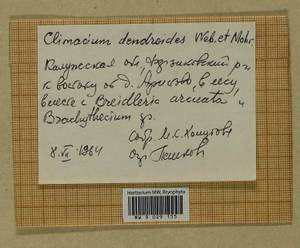 Climacium dendroides (Hedw.) F. Weber & D. Mohr, Bryophytes, Bryophytes - Middle Russia (B6) (Russia)