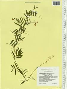 Lathyrus palustris L., Siberia, Western Siberia (S1) (Russia)