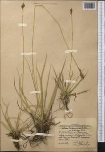 Carex kokanica (Regel) S.R.Zhang, Middle Asia, Western Tian Shan & Karatau (M3) (Uzbekistan)