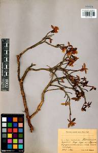 Rhododendron adamsii Rehder, Siberia, Baikal & Transbaikal region (S4) (Russia)