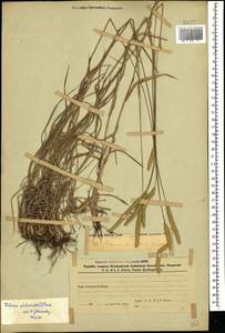Phleum phleoides (L.) H.Karst., Caucasus, Azerbaijan (K6) (Azerbaijan)