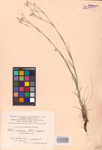 Eremogone saxatilis (L.) Ikonn., Eastern Europe, Central forest-and-steppe region (E6) (Russia)