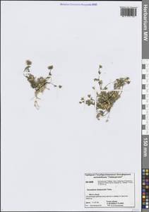 Cerastium bialynickii Tolm., Siberia, Central Siberia (S3) (Russia)