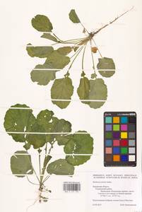 Barbarea stricta Andrz., Eastern Europe, Central region (E4) (Russia)