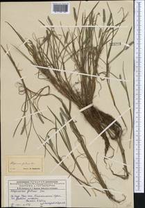 Alopecurus aequalis Sobol., Middle Asia, Dzungarian Alatau & Tarbagatai (M5) (Kazakhstan)