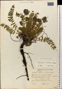 Oxytropis lazica Boiss., Caucasus, North Ossetia, Ingushetia & Chechnya (K1c) (Russia)