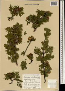 Crataegus orientalis Pall. ex M. Bieb., Crimea (KRYM) (Russia)