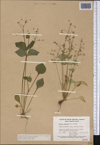 Claytonia sibirica L., America (AMER) (Canada)