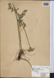 Seseli mucronatum (Schrenk) Pimenov & Sdobnina, Middle Asia, Northern & Central Tian Shan (M4) (Kyrgyzstan)