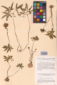 Gymnospermium odessanum (DC.) Takht., Eastern Europe, South Ukrainian region (E12) (Ukraine)