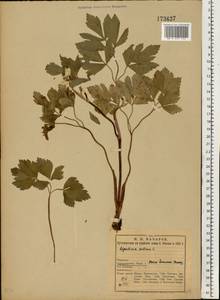 Ligusticum scoticum L., Eastern Europe, Northern region (E1) (Russia)