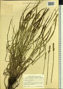 Carex stipata Muhl. ex Willd., Siberia, Russian Far East (S6) (Russia)