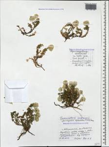 Paronychia cephalotes, Caucasus, Black Sea Shore (from Novorossiysk to Adler) (K3) (Russia)